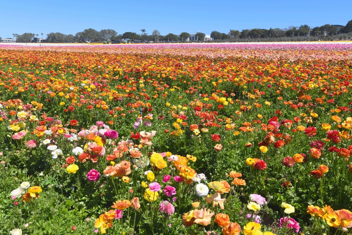Senior care in Carlsbad, CA